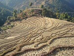 Terrance agriculture land of Nepal