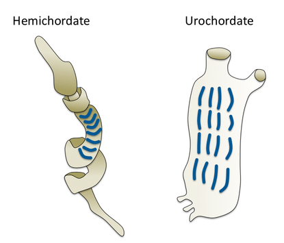 image showing gill slits in acorn worm and tunicate