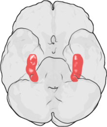 Hippocampus