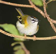 Madeira firecrest