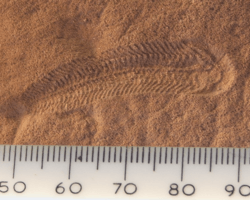 Spriggina floundensi