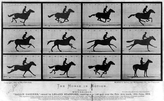 Horse In Motion